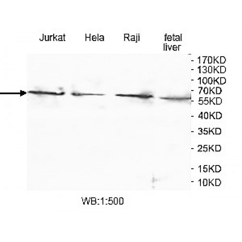 ZNF577 Antibody