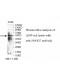 ZNF627 Antibody