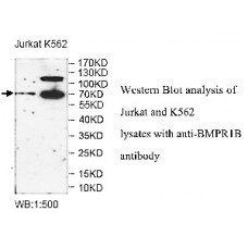 ZNF595 Antibody