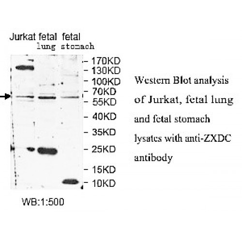 ZXDC Antibody