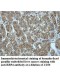 RBP4 Antibody