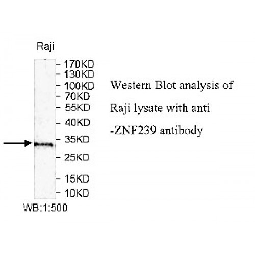 ZNF239 Antibody