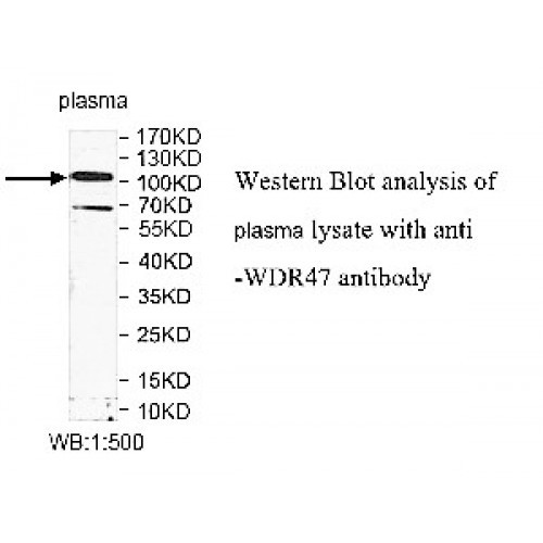 WDR47 Antibody