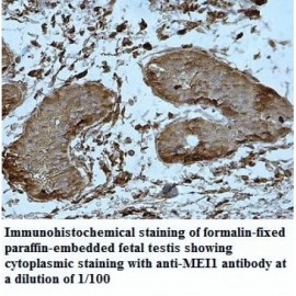 MEI1 Antibody