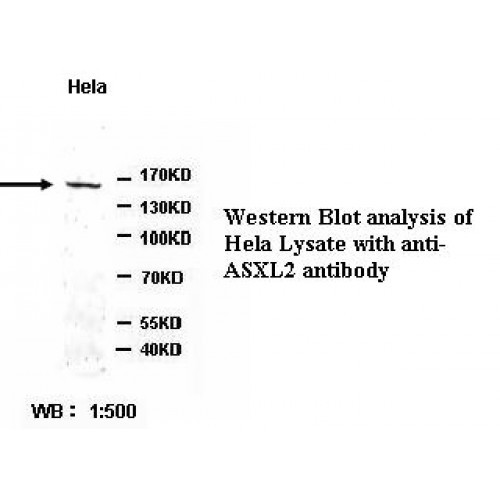 ASXL2 Antibody