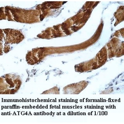 ATG4A Antibody