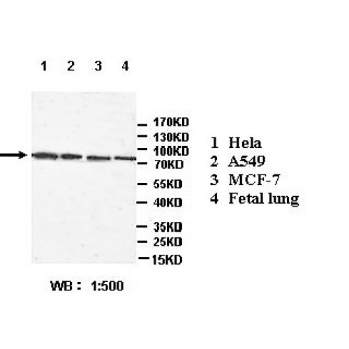 ATG16L1 Antibody