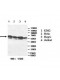 MGAT4A Antibody