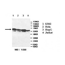 MGAT4A Antibody