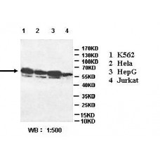 MGAT4A Antibody