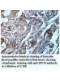 MIPOL1 Antibody
