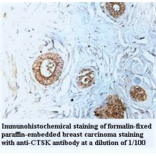 YSK4 Antibody