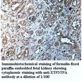 XTP3TPA Antibody