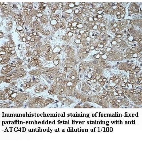 ATG4D Antibody