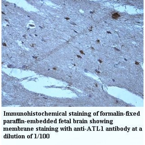 ATL1 Antibody