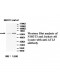 ATL3 Antibody