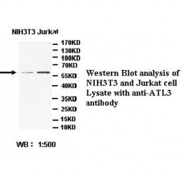 ATL3 Antibody