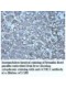 MIPOL1 Antibody