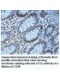 MIPOL1 Antibody