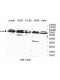 WDR25 Antibody