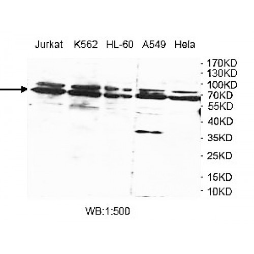 WDR25 Antibody