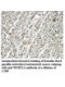 MIPOL1 Antibody