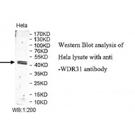 WDR31 Antibody