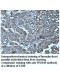 WDR45 Antibody