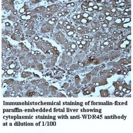 WDR45 Antibody