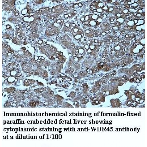 WDR45 Antibody