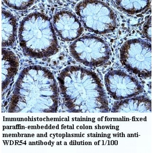 WDR54 Antibody