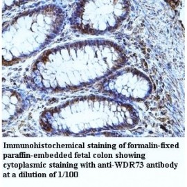 WDR73 Antibody