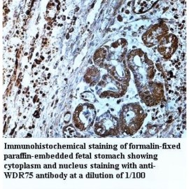 WDR75 Antibody