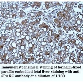 SPARC Antibody