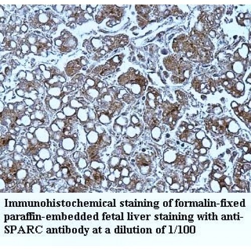 SPARC Antibody