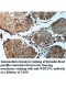 WBP2NL Antibody