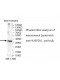 WBP2NL Antibody