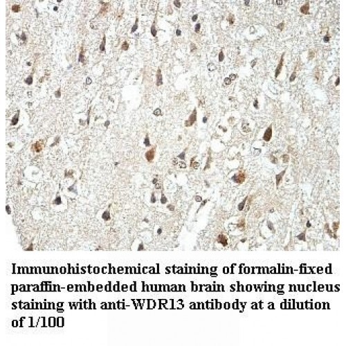 WDR13 Antibody