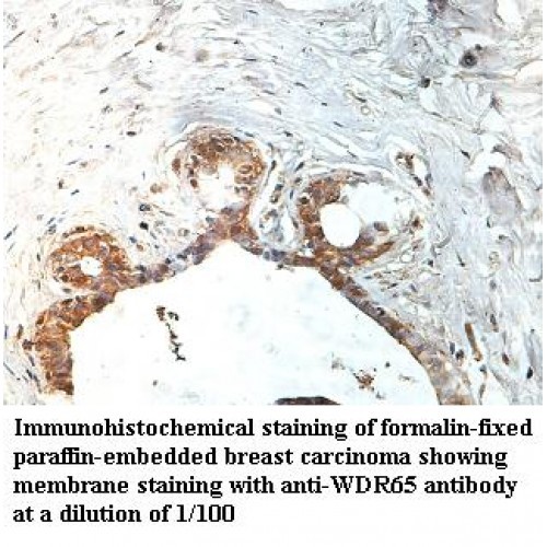 WDR65 Antibody