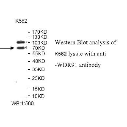 WDR91 Antibody