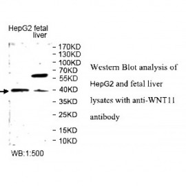 WNT11 Antibody
