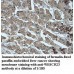 MIPOL1 Antibody