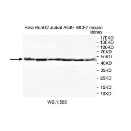 ZNF599 Antibody