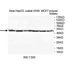 ZNF599 Antibody