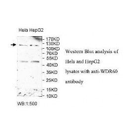 ZNF599 Antibody