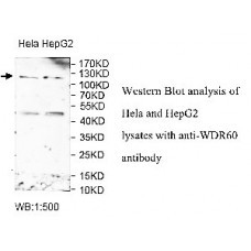ZNF599 Antibody