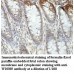 WDR13 Antibody