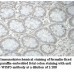WDR86 Antibody