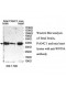 WHSC1L1 Antibody
