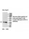 ATP5C1 Antibody